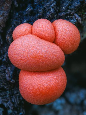 Lycogala epidendrum wolfs milk Protista small orange or gray spore-filled pellets growing on dead wood flash lighting clipart