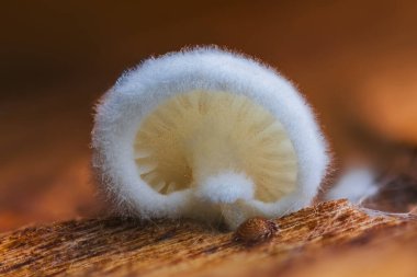 Değişken Oysterling - Crepidotus varyasyonları. Doğal Çevredeki Ahşap Yüzeyinde Eşsiz Bir Mantarın Yakın Çekimi.