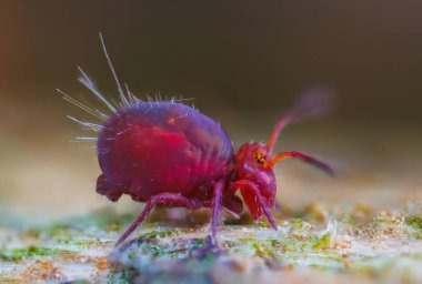 Globular springtail Dicyrtomina ornata or fusca in very close view. clipart