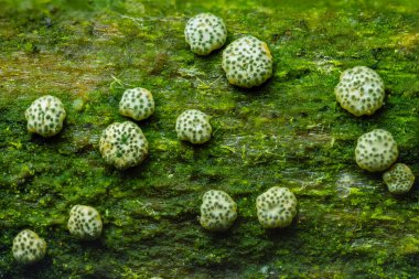 Trichoderma jelatinosum, Trichoderma cinsine ait bir mantar türüdür. Ekolojide önemli bir rol oynar ve çeşitli biyoteknolojik uygulamalar için potansiyele sahiptir..