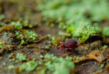 Globular springtail Dicyrtomina ornata or fusca in very close view. clipart