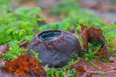 Sarcosoma globosum korunması ve dikkatlice korunması gereken nadir bir mantar..