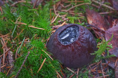 Sarcosoma globosum korunması ve dikkatlice korunması gereken nadir bir mantar..