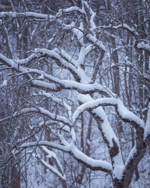Karla kaplı garip dallar, kış arkaplanı