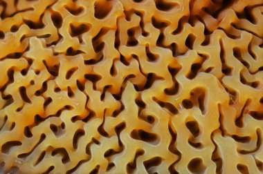 Doğanın sanatını güzel bir şekilde gösteren eşsiz, karmaşık şekillendirilmiş mantar oluşumlarına yakından bir bakış.