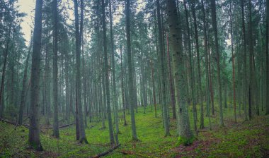 Litvanya, Avrupa 'daki mistik yeşil orman manzarası