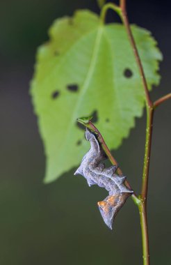 Belirgin çakıl taşı tırtılının pozu Notodonta cinsi.