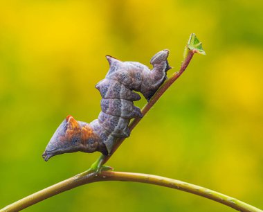 Belirgin çakıl taşı tırtılının pozu Notodonta cinsi.
