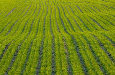 Güzel yemyeşil bir tarla, gün batımı ışığında, iyi döşenmiş sıralarla.