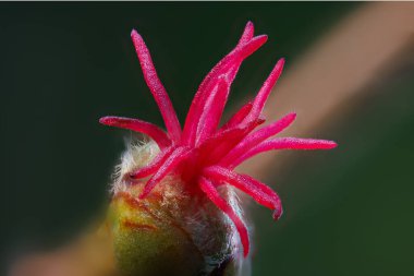 Göz kamaştırıcı güzellikteki pembe çiçeğin yakın çekimi incelikle karmaşık detaylarını ve benzersiz dokularını gözler önüne seriyor.