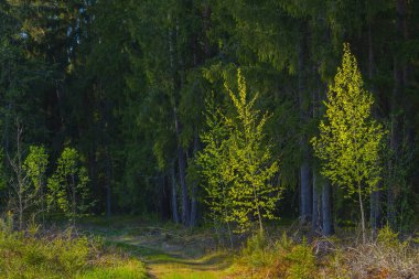 Huzurlu ve sakin bir orman manzarası canlı yeşil ağaçlar sergiliyor. Huzurlu ve pitoresk bir yol çiziyor.