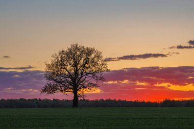 Meşe ağacıyla vahşi tarlaların üzerinde kırmızı gün batımı. Litvanya