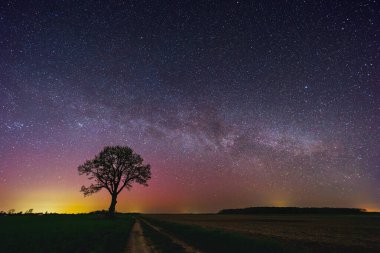 Samanyolu Galaksisi 'yle manzara. Gece gökyüzü yıldızlarla ve meşe ağacıyla