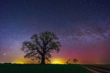 Samanyolu Galaksisi 'yle manzara. Gece gökyüzü yıldızlarla ve meşe ağacıyla
