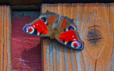 Yakın plan tavus kuşu kelebeği, yakın plan renkli kelebek, ahşap duvarda Aglais io.