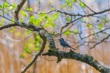 Şirin kuş beyaz kuyruk, Motacilla alba dalda