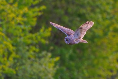 Uzun kulaklı baykuş - Asio otus kanatlarını esneterek dalıyor.