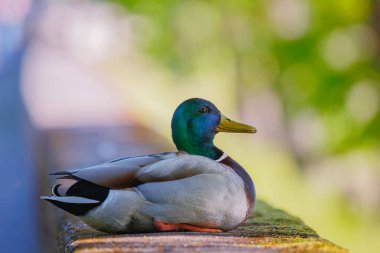 Canlı ve renkli bir yaban ördeği zarif ve zarif bir şekilde, yemyeşil yapraklarla çevrili ahşap bir kenarda duruyor.