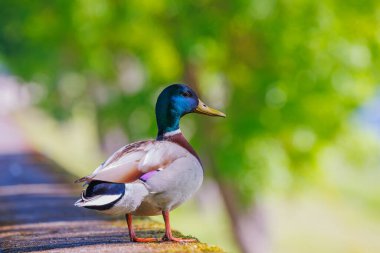 Canlı ve renkli bir yaban ördeği zarif ve zarif bir şekilde, yemyeşil yapraklarla çevrili ahşap bir kenarda duruyor.