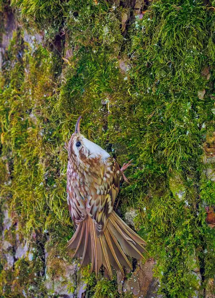 Avrasya Ağaç Bekçisi - Certhia Fatihi. Doğal ortamında bir ağaç gövdesinde iyi kamufle edilmiş portre fotoğrafı..