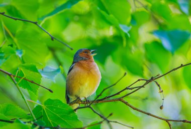 Avrasya ispinozu, ispinozgiller (Fringilla coelebs), ispinozgiller (Fringilla) familyasından ötücü bir kuş türü..