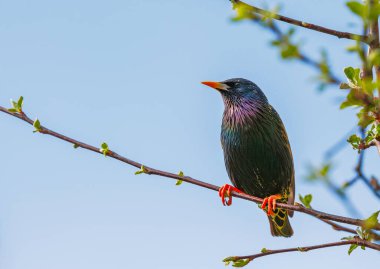 Starling - Sturnus vulgaris, Siskin 'i bir bahçe besleyicisine götürmeden önce dala tünedi..