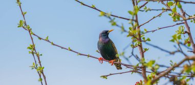 Starling - Sturnus vulgaris, Siskin 'i bir bahçe besleyicisine götürmeden önce dala tünedi..