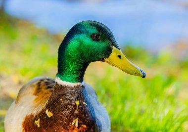 Canlı ve renkli bir yaban ördeği zarif ve zarif bir şekilde, yemyeşil yapraklarla çevrili ahşap bir kenarda duruyor.