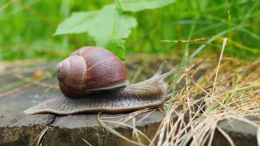 Bir bahçe salyangozunun yakın görüntüsü - Helix pomatia Yavaşça yeşil yapraklar arasında hareket ediyor