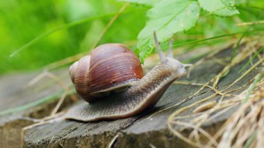 Bir bahçe salyangozunun yakın görüntüsü - Helix pomatia Yavaşça yeşil yapraklar arasında hareket ediyor
