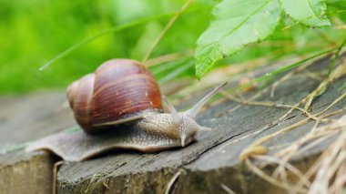 Bir bahçe salyangozunun yakın görüntüsü - Helix pomatia Yavaşça yeşil yapraklar arasında hareket ediyor