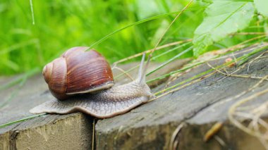 Bir bahçe salyangozunun yakın görüntüsü - Helix pomatia Yavaşça yeşil yapraklar arasında hareket ediyor