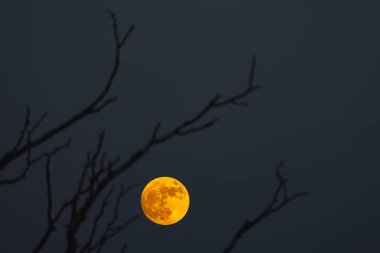 Gece karanlığında, ağaçların çıplak dallarında parıldayan dolunayın rahatsız edici güzellikte bir görüntüsü.