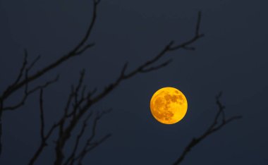 Gece karanlığında, ağaçların çıplak dallarında parıldayan dolunayın rahatsız edici güzellikte bir görüntüsü.
