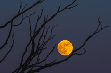 Gece karanlığında, ağaçların çıplak dallarında parıldayan dolunayın rahatsız edici güzellikte bir görüntüsü.