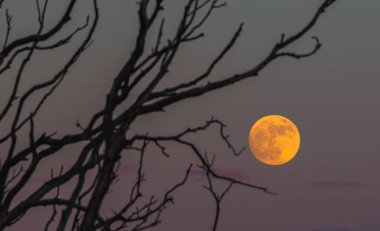 Gece karanlığında, ağaçların çıplak dallarında parıldayan dolunayın rahatsız edici güzellikte bir görüntüsü.