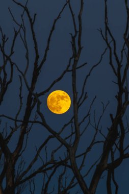 Gece karanlığında, ağaçların çıplak dallarında parıldayan dolunayın rahatsız edici güzellikte bir görüntüsü.
