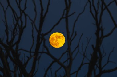 Gece karanlığında, ağaçların çıplak dallarında parıldayan dolunayın rahatsız edici güzellikte bir görüntüsü.