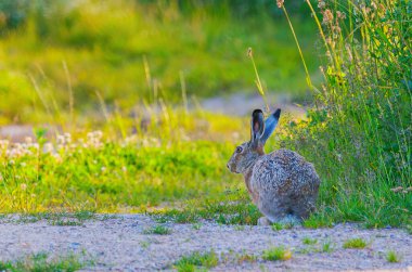 Hare - Lepus europaeus altın bir çayırda