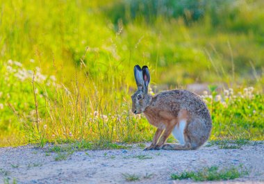 Hare - Lepus europaeus altın bir çayırda