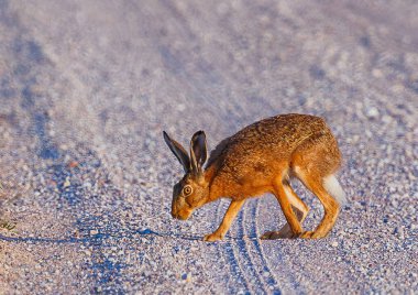 Hare - Lepus europaeus bir yolda koşuyor