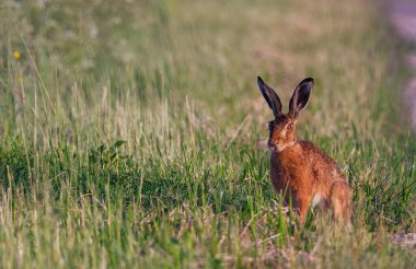 Hare - Lepus europaeus altın bir çayırda