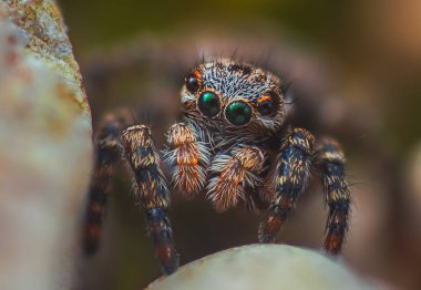 Doğada Çekilen Sıçrayan Örümcek portresinin yakın çekimi..