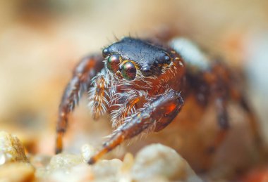 Sıçrayan örümcek gözleri, yaklaşan örümcek portresi - Evarcha falcata.