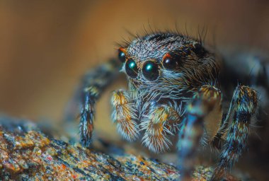 Doğada Çekilen Sıçrayan Örümcek portresinin yakın çekimi..