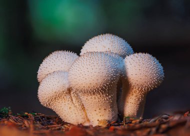 Orman zemininde düşen yapraklar ve dallar arasında büyüyen dikenli beyaz bir mantarın yakın çekimi.
