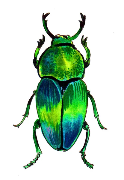 Green Beetle Ink Watercolor Drawing — Stock Photo, Image