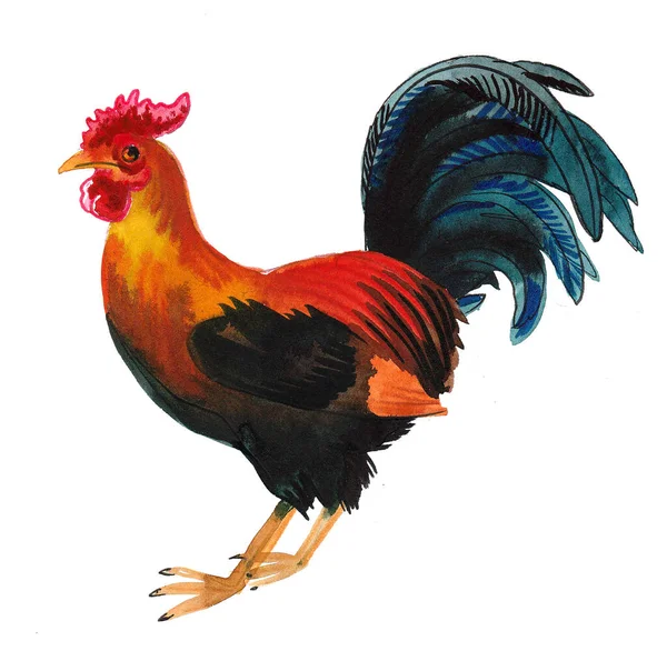 Renkli Horoz Kuşu Mürekkep Suluboya Çizim — Stok fotoğraf
