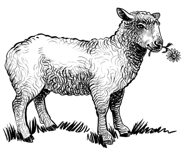 Słodkie Owce Żucie Kwiat Czarno Biały Rysunek Atramentu — Zdjęcie stockowe