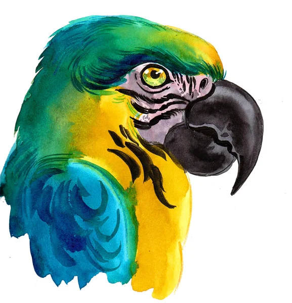 Färgglada Papegojfåglar Bläck Och Akvarell Ritning — Stockfoto